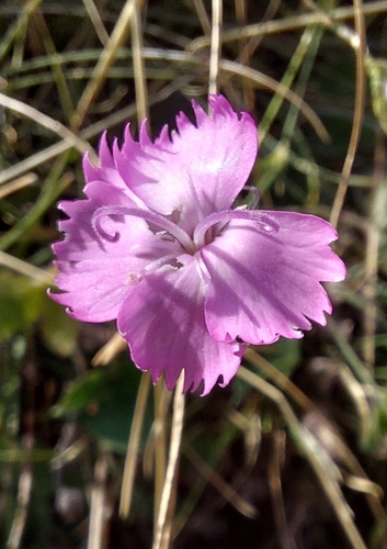 Apennine wood pink