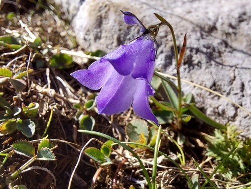 Scheuchzer's bellflower