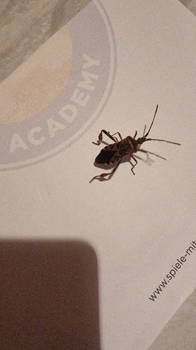 Western Conifer Seed Bug