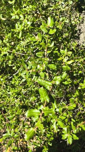interior live oak