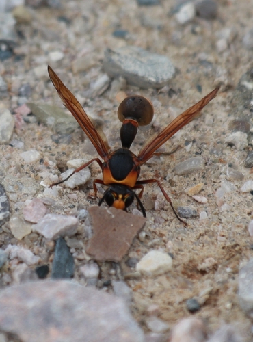 Oreumenes decoratus