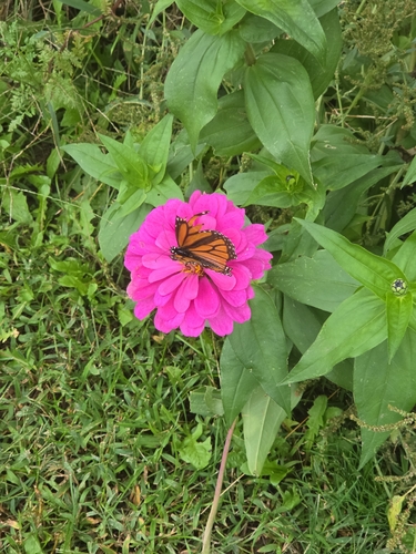 Monarch
