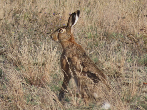 Brown Hare