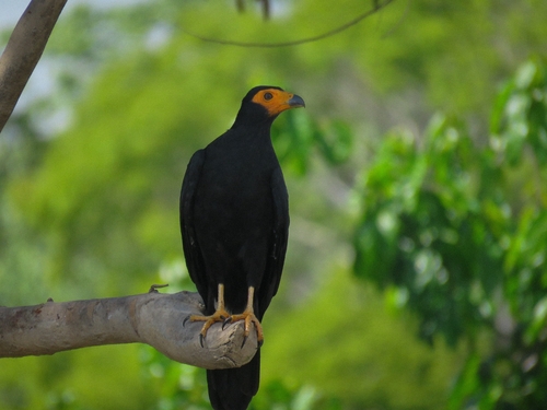 Black Caracara