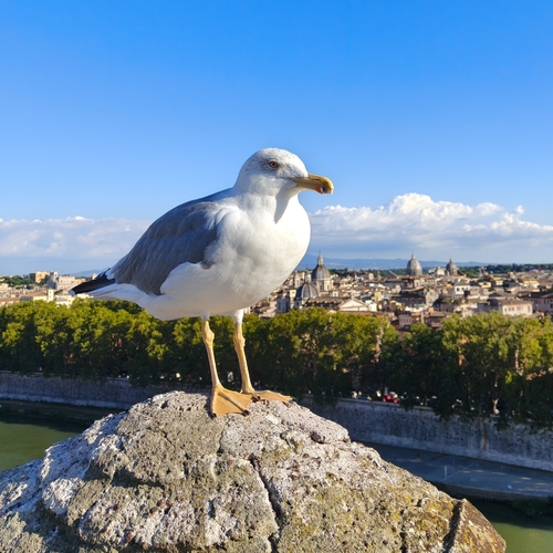 Yellow-legged Gull