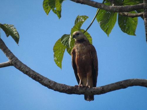 Black-collared Hawk