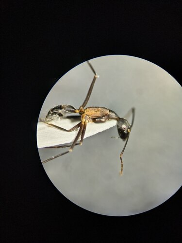 Camponotus pexus