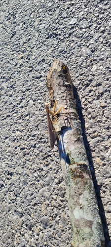 Mantis religiosa
