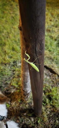 European Mantis