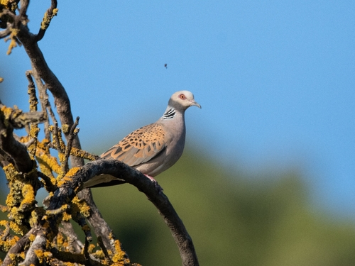 European Turtle-Dove