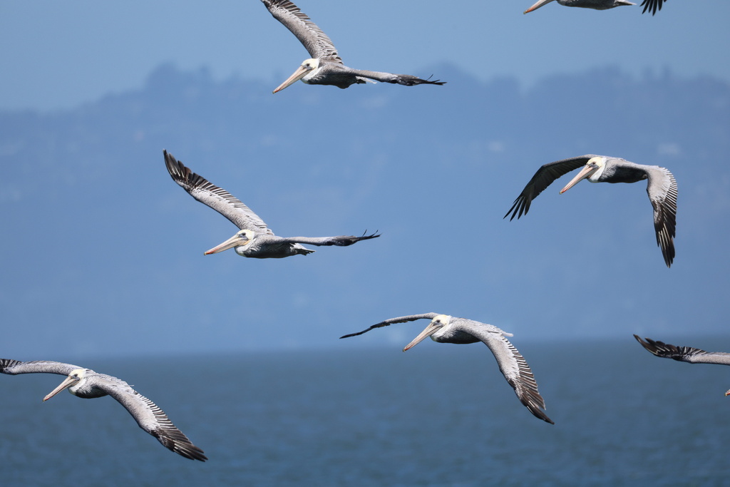 California Brown Pelican