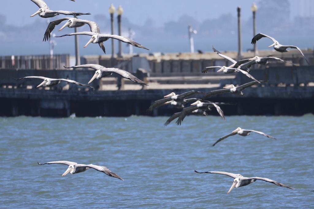California Brown Pelican