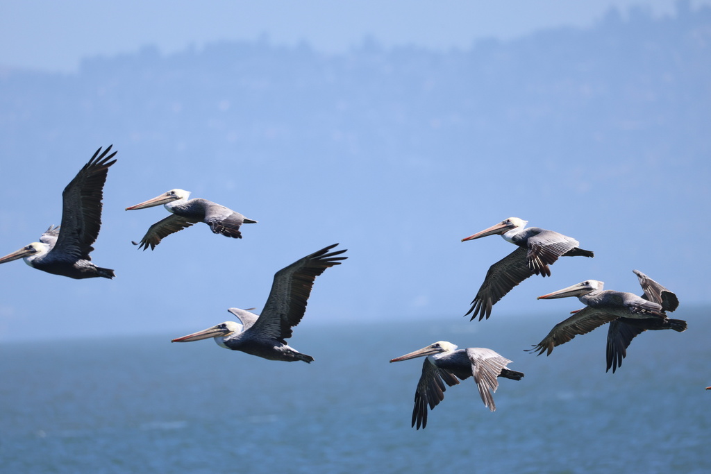 California Brown Pelican