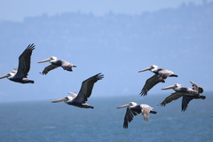 California Brown Pelican