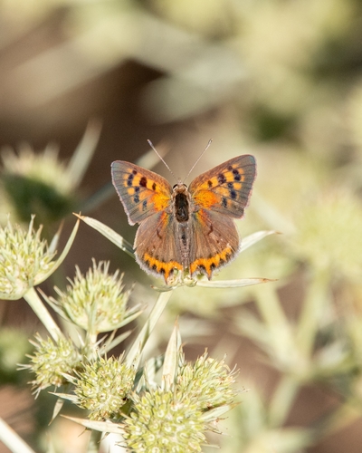 Small Copper
