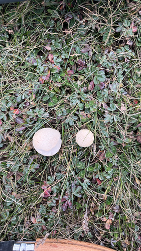 Meadow Puffball