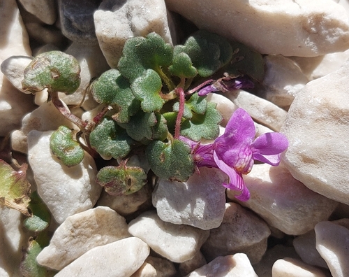Italian Toadflax