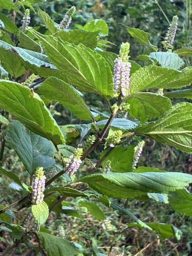 beefsteak plant
