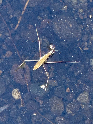 North American Common Water Strider