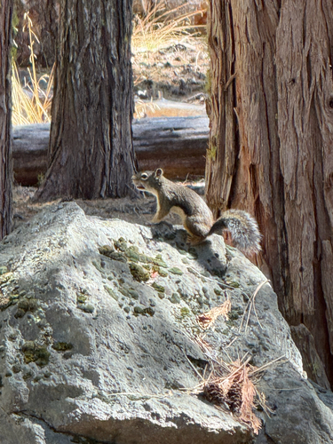 Douglas's Squirrel