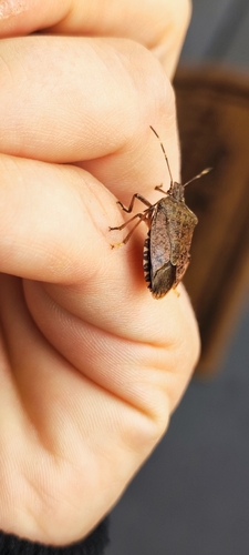 Brown Marmorated Stink Bug