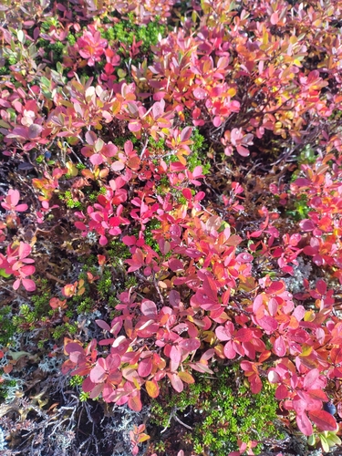 bog bilberry