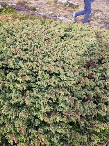 common juniper