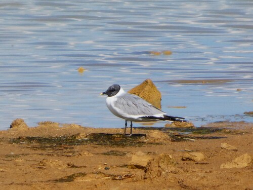 Sabine's Gull