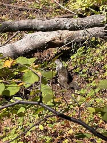 California Ground Squirrel
