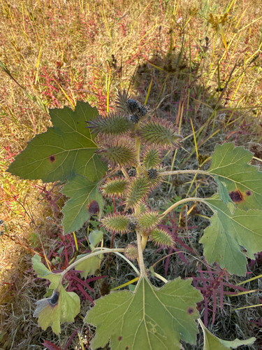 rough cocklebur