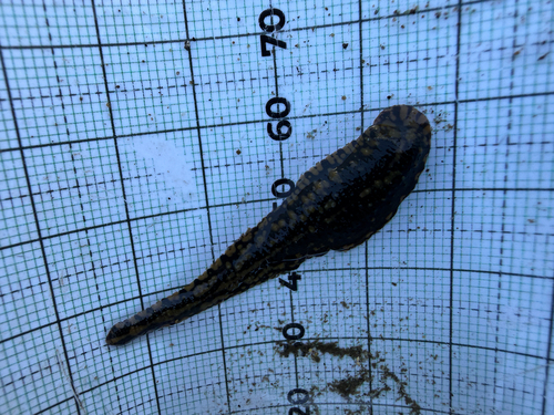 Smooth Turtle Leech