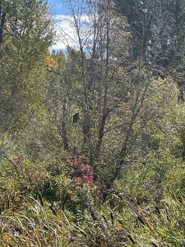Great Horned Owl