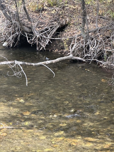 American Dipper