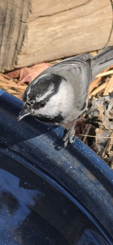 Mountain Chickadee