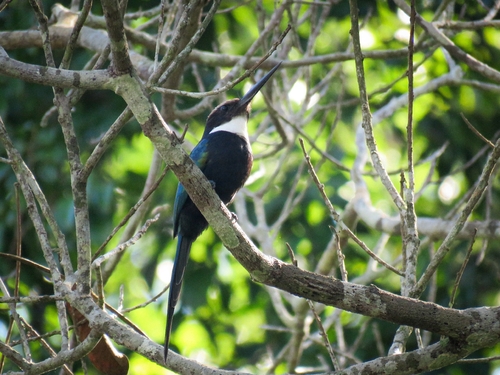 Paradise Jacamar