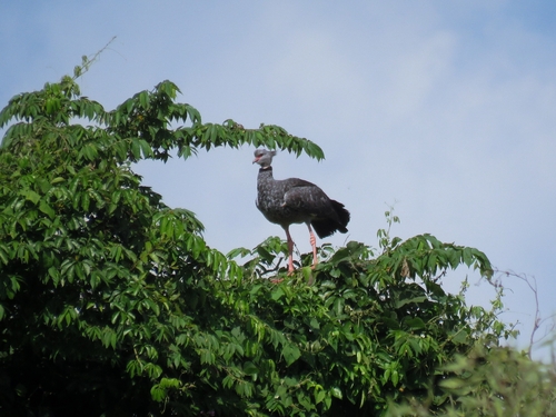 Southern Screamer