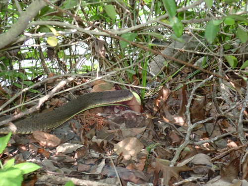 Plain-bellied Watersnake