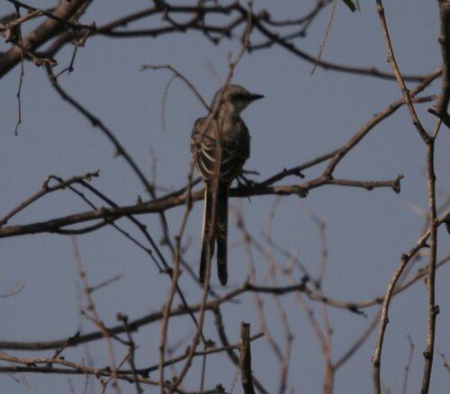 Scissor-tailed Flycatcher