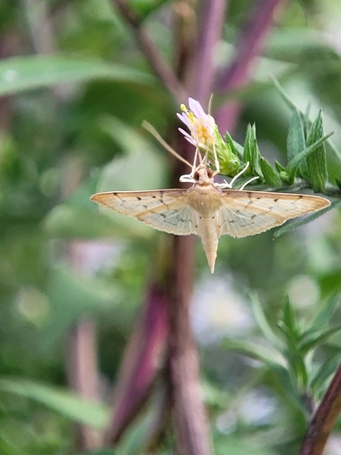 Southern Beet Webworm Moth