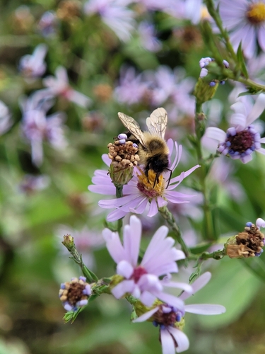 Common Eastern Bumble Bee