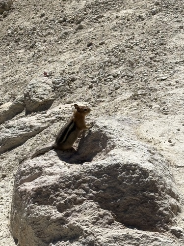 Common Golden-mantled Ground Squirrel