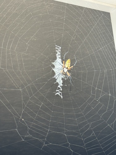Yellow Garden Spider