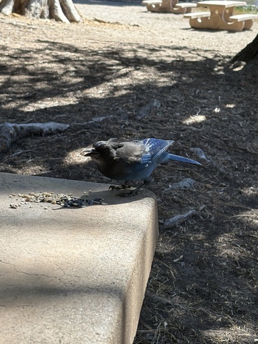 Steller's Jay