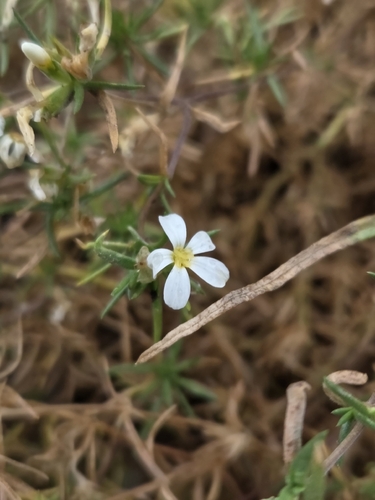 Nuttall's Linanthus