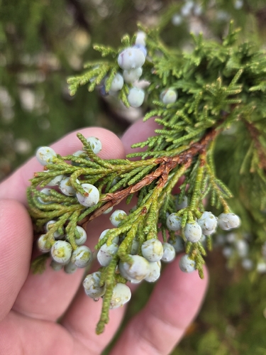 Utah Juniper