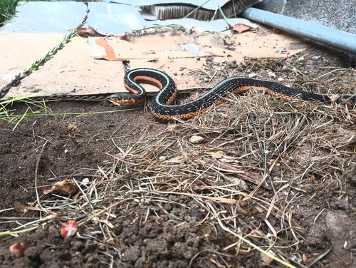 Eastern Garter Snake