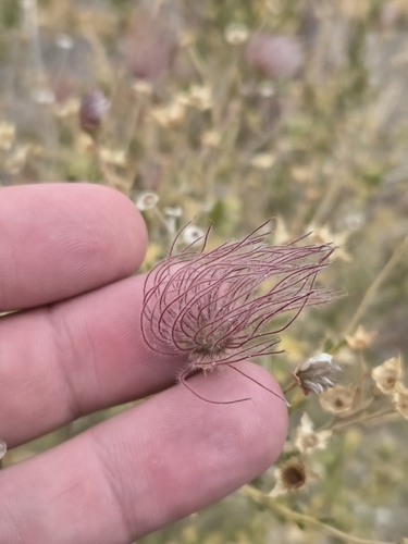 Apache plume