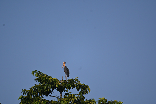 Lesser Adjutant