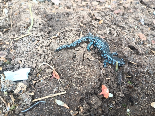 Blue-spotted Salamander