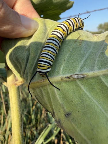 Monarch